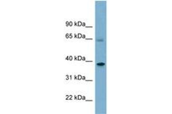 Sorting Nexin 7 antibody  (AA 359-408)