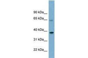 Image no. 1 for anti-Sorting Nexin 7 (SNX7) (AA 359-408) antibody (ABIN6741940) (Sorting Nexin 7 antibody  (AA 359-408))