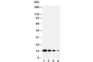 Western blot testing of DDT antibody and Lane 1:  recombinant human protein 10ng (DDT antibody  (C-Term))