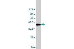 Western Blot detection against Immunogen (36. (DCXR antibody  (AA 145-244))