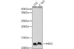 Western blot analysis of extracts of various cell lines, using HBG1 Rabbit pAb (ABIN7267610) at 1:1000 dilution. (HBG1 antibody  (AA 1-100))