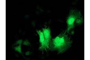 Anti-CDK2 mouse monoclonal antibody (ABIN2454567) immunofluorescent staining of COS7 cells transiently transfected by pCMV6-ENTRY CDK2 (RC200494). (CDK2 antibody)