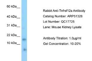 Western Blotting (WB) image for anti-Tumor Necrosis Factor Receptor Superfamily, Member 12A (TNFRSF12A) (N-Term) antibody (ABIN2784518)