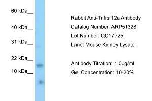 WB Suggested Anti-Tnfrsf12a Antibody   Titration: 1. (TNFRSF12A antibody  (N-Term))