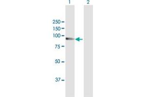 Western Blot analysis of RAPGEF3 expression in transfected 293T cell line by RAPGEF3 MaxPab polyclonal antibody. (RAPGEF3 antibody  (AA 1-881))