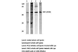 Western blot analysis of CD4 (pAla429) (CD4 antibody)