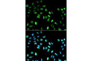 Immunofluorescence analysis of HeLa cell using MAD1L1 antibody.