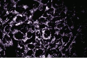 Immunofluorescence staining of COS-7 cells (African Green Monkey SV40 transformed kidney cells, ATCC CRL-1651). (OPA1 antibody  (AA 708-830))