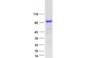 Validation with Western Blot (PKC zeta Protein (Transcript Variant 2) (Myc-DYKDDDDK Tag))