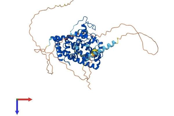 RORA Protein (AA 1-523) (His tag)