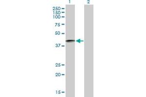 Western Blot analysis of KLKBL4 expression in transfected 293T cell line by KLKBL4 MaxPab polyclonal antibody. (PRSS54 antibody  (AA 1-383))