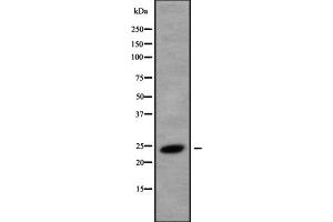Western blot analysis of CREG1 using K562 whole cell lysates