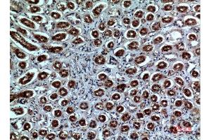 Immunohistochemistry (IHC) analysis of paraffin-embedded Human Kidney, antibody was diluted at 1:100. (Neuropilin 1 antibody  (Internal Region))