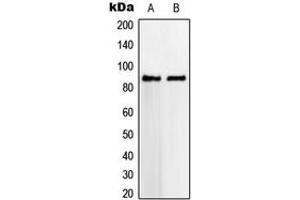 Western blot analysis of VWA5A expression in HeLa (A), SVT2 (B) whole cell lysates. (VWA5A antibody  (Center))
