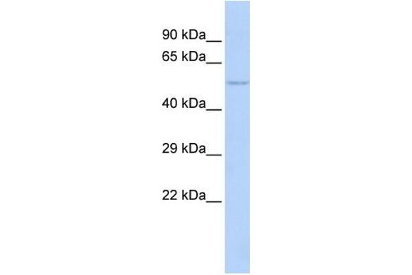 NFIC antibody  (Middle Region)