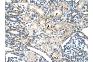 PRPF19 antibody was used for immunohistochemistry at a concentration of 4-8 ug/ml to stain Epithelial cells of renal tubule (arrows) in Human Kidney. (PRP19 antibody)