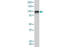 SFPQ monoclonal antibody (M02), clone 6D7 Western Blot analysis of SFPQ expression in Hela S3 NE . (SFPQ antibody  (AA 269-361))