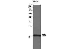 Western Blotting (WB) image for anti-Cystatin SN (CST1) (Internal Region) antibody (ABIN3174688) (CST1 antibody  (Internal Region))