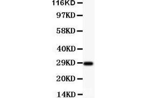 Anti-BDNF Picoband antibody,  All lanes: Anti-BDNF at 0.