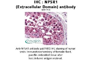 Image no. 2 for anti-Neuropeptide S Receptor 1 (NPSR1) (2nd Extracellular Domain) antibody (ABIN1737479)