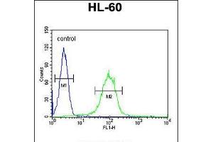 Flow cytometric analysis of HL-60 cells (right histogram) compared to a negative control cell (left histogram). (CHST2 antibody  (AA 309-335))