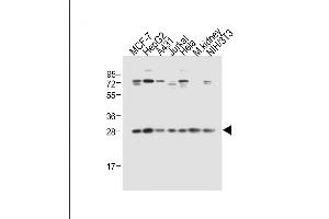 All lanes : Anti-Prohibitin (PHB1) Antibody (N-term) at 1:2000 dilution Lane 1: MCF-7 whole cell lysate Lane 2: HepG2 whole cell lysate Lane 3: A431 whole cell lysate Lane 4: Jurkat whole cell lysate Lane 5: Hela whole cell lysate Lane 6: Mouse kidney tissue lysate Lane 7: NIH/3T3 whole cell lysate Lysates/proteins at 20 μg per lane. (Prohibitin antibody  (N-Term))