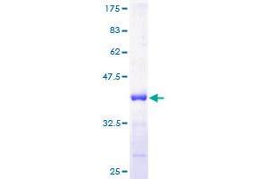 S100A11 Protein (AA 1-105) (GST tag)