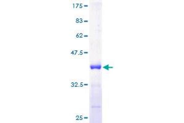 S100A11 Protein (AA 1-105) (GST tag)