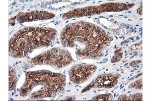 Immunohistochemical staining of paraffin-embedded Human Kidney tissue using anti-ENPEP mouse monoclonal antibody.