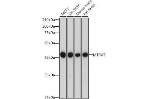 Western blot analysis of extracts of various cell lines, using MTFMT antibody (ABIN7268555) at 1:1000 dilution. (MTFMT antibody)