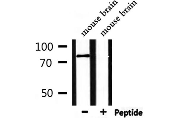 SFRS16 antibody  (Internal Region)