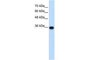 WB Suggested Anti-PIR Antibody Titration:  1. (Pirin antibody  (C-Term))