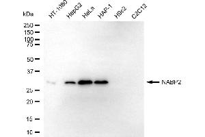 Western blotting analysis using NABP2 antibody (ABIN7800352).