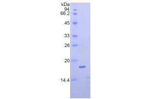 SDS-PAGE analysis of Mouse Nucleophosmin Protein.