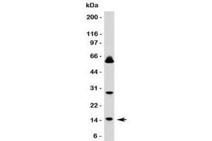 Western blot testing of SUMO1 antibody and HeLa lysate. (SUMO1 antibody)