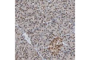 Immunohistochemical staining of human pancreas with MEIS2 polyclonal antibody  shows strong nuclear positivity at 1:200-1:500 dilution. (MEIS2 antibody)