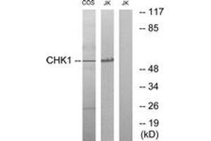 Western blot analysis of extracts from COS7/JurKat cells, using Chk1 (Ab-286) Antibody. (CHEK1 antibody  (AA 256-305))
