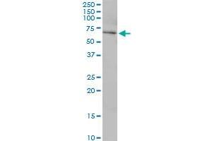 USP39 MaxPab polyclonal antibody. (USP39 antibody  (AA 1-565))