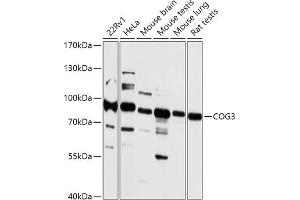 Western blot analysis of extracts of various cell lines, using COG3 antibody (ABIN7266485) at 1:1000 dilution. (COG3 antibody  (AA 1-300))