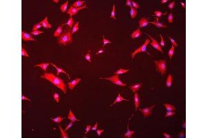 IF analysis of Hsc70 using anti-Hsc70 antibody (ABIN7601962). (Hsc70 antibody  (AA 520-614))