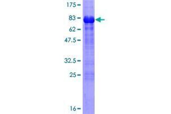 WWTR1 Protein (AA 1-400) (GST tag)