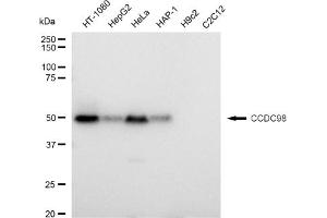 Western blotting analysis using CCDC98 antibody (ABIN7798559). (Recombinant CCDC98 antibody)