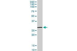 GZMB MaxPab rabbit polyclonal antibody. (GZMB antibody  (AA 1-247))