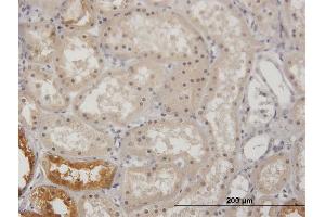 Immunoperoxidase of purified MaxPab antibody to GK on formalin-fixed paraffin-embedded human kidney. (Glycerol Kinase antibody  (AA 1-524))
