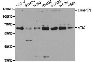 Western Blotting (WB) image for anti-5-Aminoimidazole-4-Carboxamide Ribonucleotide Formyltransferase/IMP Cyclohydrolase (ATIC) antibody (ABIN1876739) (ATIC antibody)