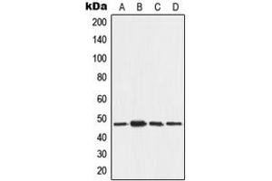 Western blot analysis of AAMP expression in MCF7 (A), A375 (B), NIH3T3 (C), H9C2 (D) whole cell lysates. (AAMP antibody  (C-Term))