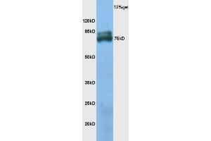 Mouse skeletal muscle lysate probed with Anti TXLNB Polyclonal Antibody, Unconjugated (ABIN1386717) at 1:200 overnight at 4 °C.