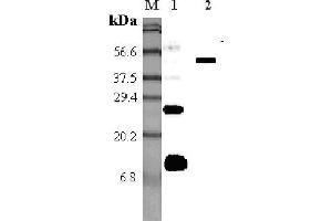 Western blot analysis using anti-RELM-α (mouse), pAb  at 1:5'000 dilution. (RELM alpha antibody)