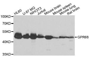 Western blot analysis of extracts of various cell lines, using GPR68 antibody. (GPR68 antibody  (AA 276-365))