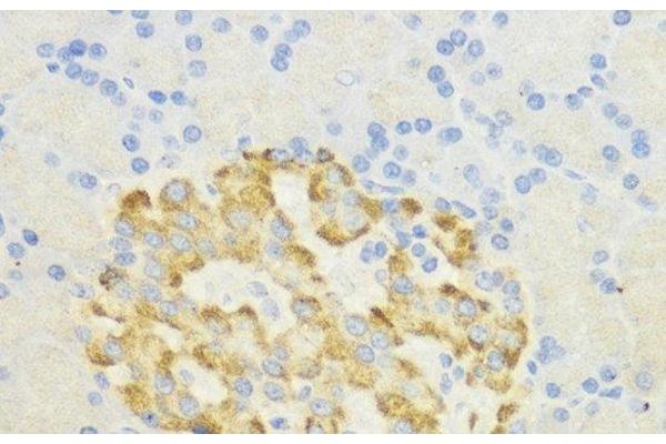 Surfeit 4 antibody